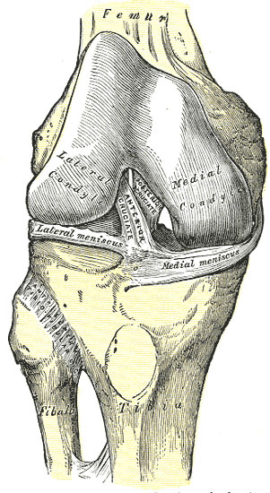 ACL and PCL ligaments of the knee